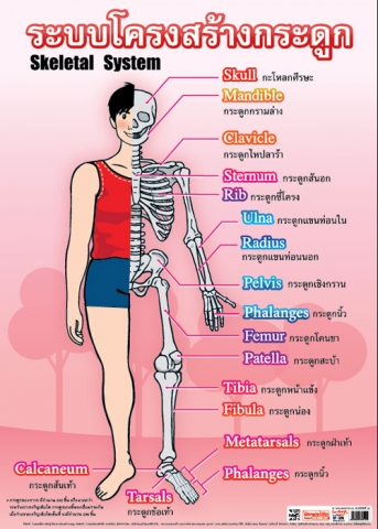 โปสเตอร์สื่อการเรียนรุ้ (เรื่อง โครงสร้างกระดูก)  INTOP-EP514