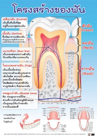 โปสเตอร์สื่อการเรียนรุ้ (เรื่อง โครงสร้างของฟัน)  INTOP-EP080