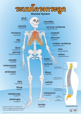 โปสเตอร์สื่อการเรียนรุ้ (เรื่อง ระบบโครงกระดูก)  INTOP-EP088