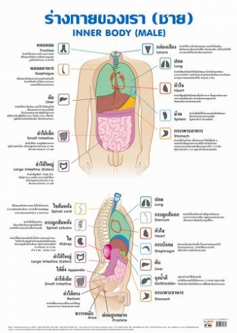 โปสเตอร์สื่อการเรียนรุ้ (เรื่อง ร่างกายของเรา/ชาย)  INTOP-EP064