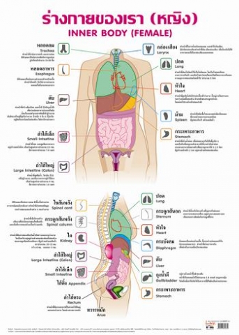 โปสเตอร์สื่อการเรียนรุ้ (เรื่อง ร่างกายของเรา/หญิง)  INTOP-EP065